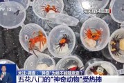 日喀则@铲屎官们 养“异宠”或危害国家安全 这些行为违法了
