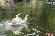 日喀则吉林：罕见白鸬鹚连续两年“故地重游”